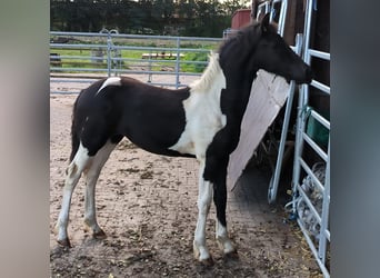 Barock Pinto, Hengst, 1 Jaar