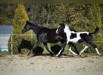 Barock Pinto, Hengst, 1 Jaar, Tobiano-alle-kleuren