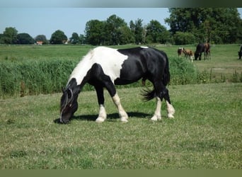 Barock Pinto, Hengst, 1 Jaar, Tobiano-alle-kleuren