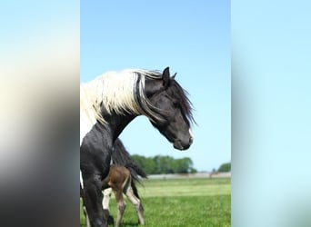 Barock Pinto, Hengst, 1 Jaar, Tobiano-alle-kleuren