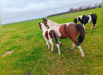 Barock Pinto, Hengst, 1 Jaar, Tobiano-alle-kleuren