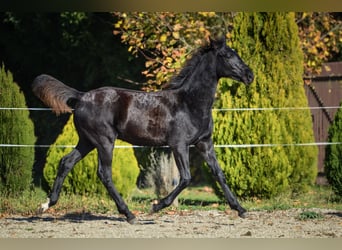 Barock Pinto, Hengst, 1 Jaar, Zwart