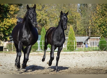Barock Pinto, Hengst, 1 Jaar, Zwart