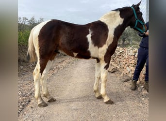 Barock Pinto, Hengst, 2 Jaar, 148 cm, Gevlekt-paard