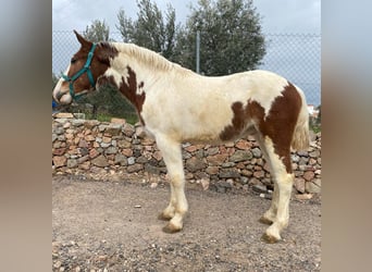 Barock Pinto Mix, Hengst, 2 Jaar, 148 cm, Gevlekt-paard