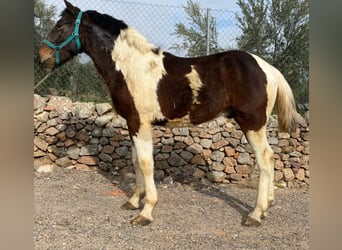 Barock Pinto, Hengst, 2 Jaar, 148 cm, Gevlekt-paard