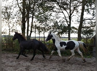 Barock Pinto, Hengst, 2 Jaar, 158 cm, Gevlekt-paard