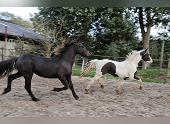 Barock Pinto, Hengst, 2 Jaar, 158 cm, Gevlekt-paard
