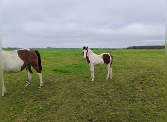 Barock Pinto, Hengst, 2 Jaar, 160 cm, Overo-alle-kleuren
