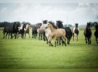 Barock Pinto, Hengst, 2 Jaar, 165 cm, Gevlekt-paard