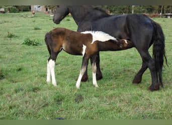 Barock Pinto, Hengst, 2 Jaar