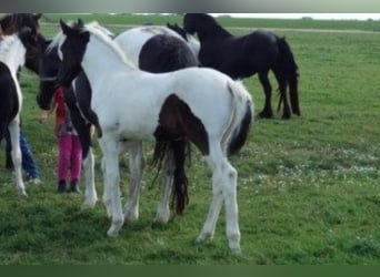 Barock Pinto, Hengst, 2 Jaar