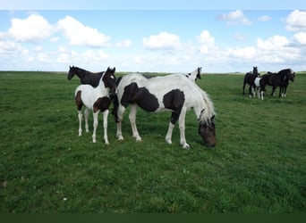 Barock Pinto, Hengst, 2 Jaar