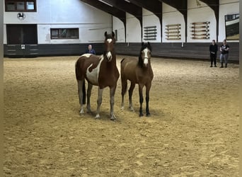 Barock Pinto, Hengst, 2 Jaar, Gevlekt-paard