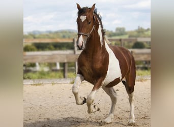 Barock Pinto, Hengst, 2 Jaar, Gevlekt-paard