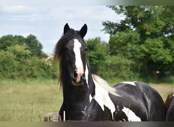 Barock Pinto, Hengst, 2 Jaar, Tobiano-alle-kleuren