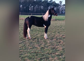 Barock Pinto, Hengst, 3 Jaar, 158 cm, Gevlekt-paard