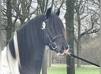 Barock Pinto Mix, Hengst, 3 Jaar, 160 cm, Gevlekt-paard