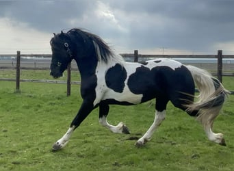 Barock Pinto, Hengst, 3 Jaar, 160 cm, Gevlekt-paard