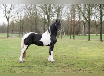 Barock Pinto, Hengst, 3 Jaar, 160 cm, Gevlekt-paard
