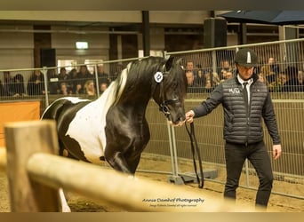 Barock Pinto Mix, Hengst, 3 Jaar, 160 cm, Gevlekt-paard
