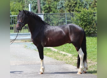 Barock Pinto, Hengst, 3 Jaar, 165 cm, Gevlekt-paard
