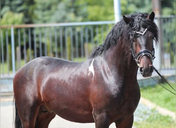 Barock Pinto, Hengst, 3 Jaar, 165 cm, Gevlekt-paard
