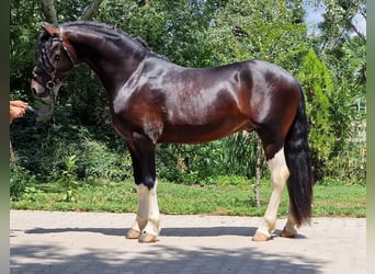 Barock Pinto Mix, Hengst, 3 Jaar, 165 cm, Gevlekt-paard