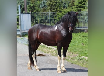 Barock Pinto Mix, Hengst, 3 Jaar, 165 cm, Gevlekt-paard