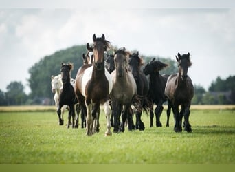 Barock Pinto, Hengst, 3 Jaar, 165 cm, Gevlekt-paard