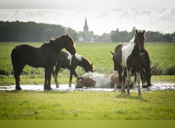 Barock Pinto, Hengst, 3 Jaar, 165 cm, Gevlekt-paard