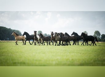 Barock Pinto, Hengst, 3 Jaar, 165 cm, Gevlekt-paard