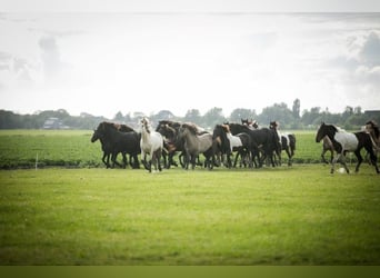 Barock Pinto, Hengst, 3 Jaar, 165 cm, Gevlekt-paard