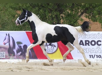 Barock Pinto, Hengst, 3 Jaar, 166 cm, Tobiano-alle-kleuren