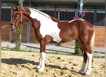 Barock Pinto, Hengst, 3 Jaar, Gevlekt-paard