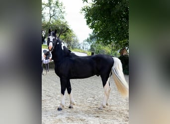 Barock Pinto, Hengst, 4 Jaar, 161 cm, Gevlekt-paard