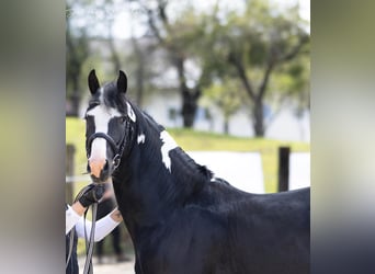 Barock Pinto, Hengst, 4 Jaar, 161 cm, Gevlekt-paard