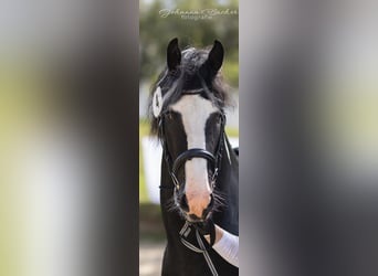 Barock Pinto, Hengst, 4 Jaar, 161 cm, Gevlekt-paard