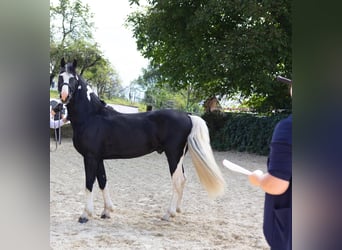 Barock Pinto, Hengst, 4 Jaar, 161 cm, Gevlekt-paard