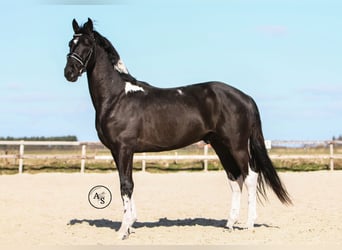 Barock Pinto, Hengst, 4 Jaar, 165 cm, Gevlekt-paard