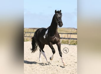 Barock Pinto, Hengst, 4 Jaar, 165 cm, Gevlekt-paard