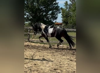 Barock Pinto, Hengst, 4 Jaar, 165 cm, Gevlekt-paard