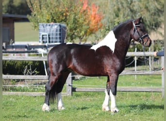 Barock Pinto, Hengst, 4 Jaar, 165 cm, Gevlekt-paard