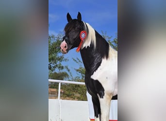Barock Pinto, Hengst, 4 Jaar, 170 cm, Tobiano-alle-kleuren