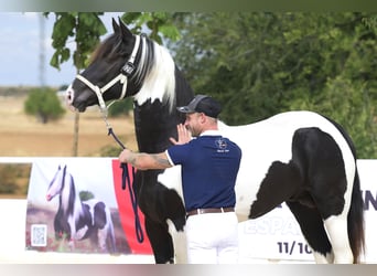 Barock Pinto, Hengst, 4 Jaar, 170 cm, Tobiano-alle-kleuren