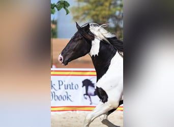 Barock Pinto, Hengst, 4 Jaar, 170 cm, Tobiano-alle-kleuren