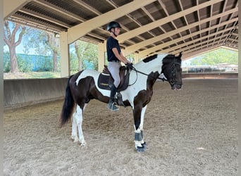 Barock Pinto, Hengst, 4 Jaar, 170 cm, Tobiano-alle-kleuren