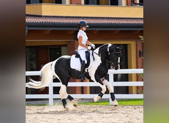 Barock Pinto, Hengst, 4 Jaar, 171 cm, Gevlekt-paard