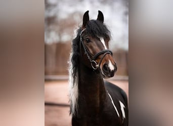 Barock Pinto Mix, Hengst, 5 Jaar, 150 cm, Gevlekt-paard