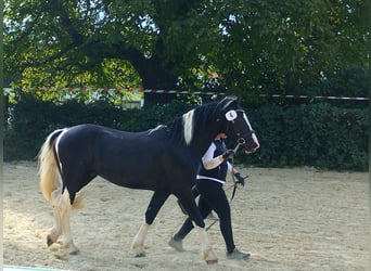 Barock Pinto, Hengst, 5 Jaar, 161 cm, Gevlekt-paard